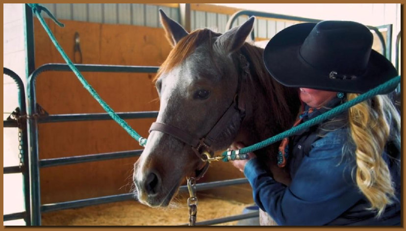 cw_elite_cow_horses002007.jpg