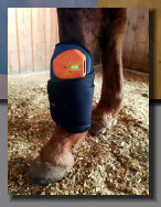 cw_elite_cow_horses003027.jpg