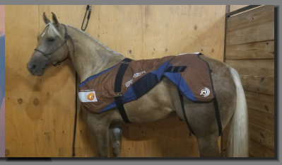 cw_elite_cow_horses003028.jpg