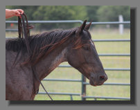 cw_elite_cow_horses008022.jpg