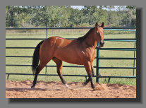 cw_elite_cow_horses008059.jpg