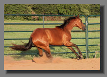 cw_elite_cow_horses008061.jpg