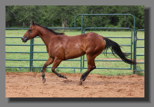 cw_elite_cow_horses008062.jpg