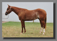 cw_elite_cow_horses008069.jpg