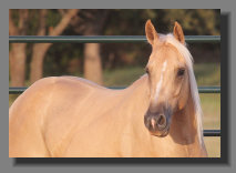cw_elite_cow_horses008071.jpg