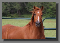 cw_elite_cow_horses008073.jpg