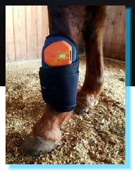 cw_elite_cow_horses012025.jpg