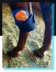 cw_elite_cow_horses012026.jpg