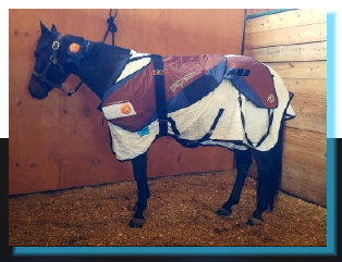 cw_elite_cow_horses012027.jpg