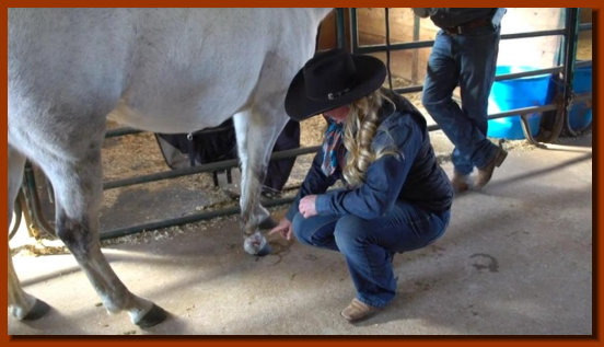 cw_elite_cow_horses013006.jpg