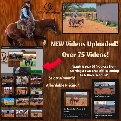 cw_elite_cow_horses014002.jpg