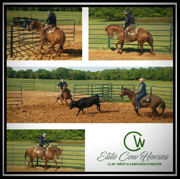 cw_elite_cow_horses014027.jpg