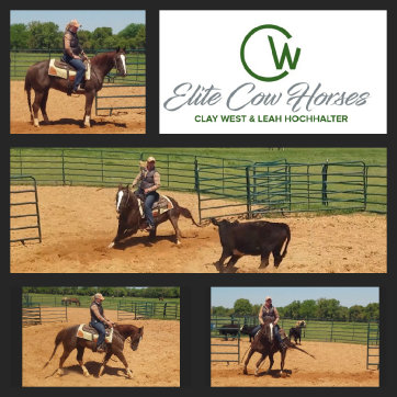 cw_elite_cow_horses014030.jpg